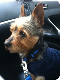 Yorkie, Yorkshire Terrier Dog for Sale in Westlake, Ohio - JOE Yorkie, Yorkshire Terrier Dog for Sale in Westlake, Ohio - JOE