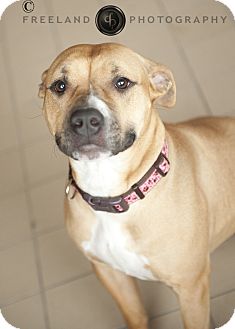 American Pit Bull Terrier Mix Dog for Sale in Jackson, Michigan - Molly American Pit Bull Terrier Mix Dog for Sale in Jackson, Michigan - Molly