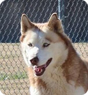 Siberian Husky Dog for Sale in Washington, D.C. - Peppermint Patty Siberian Husky Dog for Sale in Washington, D.C. - Peppermint Patty
