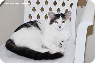 Domestic Mediumhair Kitten for Sale in Lincoln, Nebraska - Splinter Domestic Mediumhair Kitten for Sale in Lincoln, Nebraska - Splinter