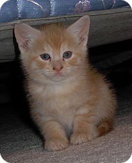 Domestic Shorthair Kitten for Sale in Sterling, Virginia - Mandarin Domestic Shorthair Kitten for Sale in Sterling, Virginia - Mandarin
