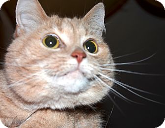 American Shorthair Cat for Sale in Xenia, Ohio - Katy American Shorthair Cat for Sale in Xenia, Ohio - Katy