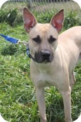 Shepherd (Unknown Type)/Boxer Mix Dog for Sale in Dover, Ohio - Zeppelin Shepherd (Unknown Type)/Boxer Mix Dog for Sale in Dover, Ohio - Zeppelin