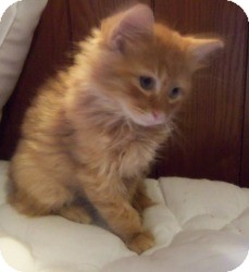 Maine Coon Kitten for Sale in Ennis, Texas - Leandro Maine Coon Kitten for Sale in Ennis, Texas - Leandro