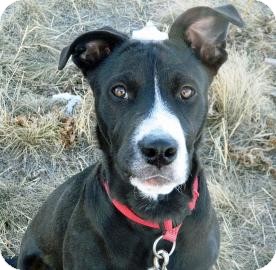 Border Collie/Pit Bull Terrier Mix Dog for Sale in Cheyenne, Wyoming - Chewy Border Collie/Pit Bull Terrier Mix Dog for Sale in Cheyenne, Wyoming - Chewy