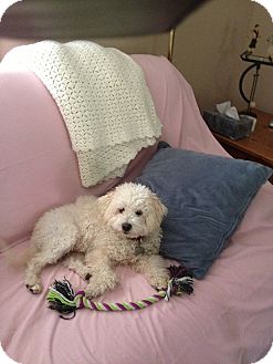Bichon Frise/Poodle (Miniature) Mix Dog for Sale in Norwalk, Connecticut - Lucky Bichon Frise/Poodle (Miniature) Mix Dog for Sale in Norwalk, Connecticut - Lucky