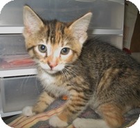 Domestic Shorthair Kitten for Sale in Shelton, Washington - Ailsa Domestic Shorthair Kitten for Sale in Shelton, Washington - Ailsa