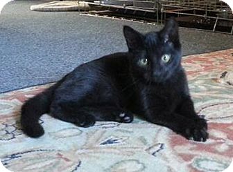 Domestic Shorthair Kitten for Sale in N. Billerica, Massachusetts - Darlin Domestic Shorthair Kitten for Sale in N. Billerica, Massachusetts - Darlin