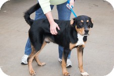 Bernese Mountain Dog/Rottweiler Mix Dog for Sale in Windham, New Hampshire - Max (Urgent! $150 off fee) Bernese Mountain Dog/Rottweiler Mix Dog for Sale in Windham, New Hampshire - Max (Urgent! $150 off fee)