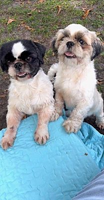 Davie FL Shih Tzu Meet Caleb Melinda A Pet For Adoption