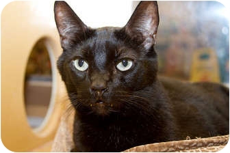 Domestic Shorthair Cat for Sale in Irvine, California - Elliott Domestic Shorthair Cat for Sale in Irvine, California - Elliott