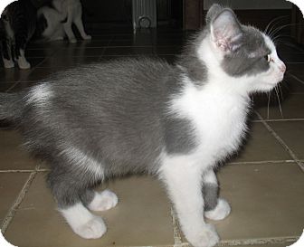 Domestic Shorthair Kitten for Sale in Acme, Pennsylvania - Danny Domestic Shorthair Kitten for Sale in Acme, Pennsylvania - Danny