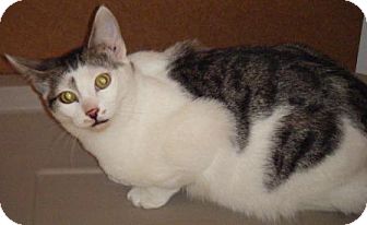 Domestic Shorthair Kitten for Sale in Kensington, Maryland - Sonny Domestic Shorthair Kitten for Sale in Kensington, Maryland - Sonny