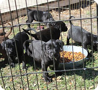 Labrador Retriever Mix Puppy for Sale in Oldsmar, Florida - PRANCER Labrador Retriever Mix Puppy for Sale in Oldsmar, Florida - PRANCER