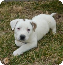 Dalmatian/Australian Cattle Dog Mix Puppy for Sale in Las Vegas, Nevada - Candy's Cannon Dalmatian/Australian Cattle Dog Mix Puppy for Sale in Las Vegas, Nevada - Candy's Cannon