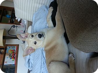 Shepherd (Unknown Type)/Golden Retriever Mix Puppy for Sale in Atascadero, California - Johnny Shepherd (Unknown Type)/Golden Retriever Mix Puppy for Sale in Atascadero, California - Johnny