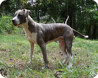 Boxer/American Staffordshire Terrier Mix Dog for Sale in Allentown, Pennsylvania - Thunder ($200 fee) Boxer/American Staffordshire Terrier Mix Dog for Sale in Allentown, Pennsylvania - Thunder ($200 fee)
