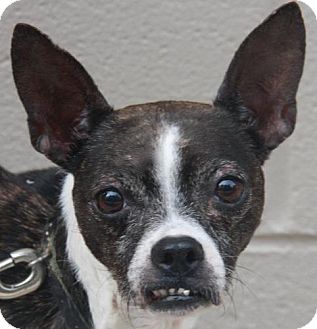 Boston Terrier Mix Dog for Sale in Tucker, Georgia - Gertrude Boston Terrier Mix Dog for Sale in Tucker, Georgia - Gertrude