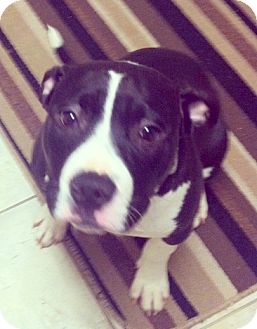Terrier (Unknown Type, Medium)/American Staffordshire Terrier Mix Puppy for Sale in Troy, Michigan - Lola Terrier (Unknown Type, Medium)/American Staffordshire Terrier Mix Puppy for Sale in Troy, Michigan - Lola