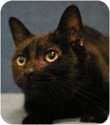 Domestic Shorthair Cat for Sale in Sacramento, California - Bastet Domestic Shorthair Cat for Sale in Sacramento, California - Bastet