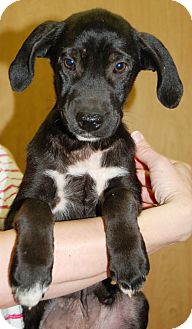 Labrador Retriever Mix Puppy for Sale in Allentown, Pennsylvania - Twinkletoes Labrador Retriever Mix Puppy for Sale in Allentown, Pennsylvania - Twinkletoes