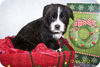 Schnauzer (Standard) Mix Puppy for Sale in Niagra Falls, New York - Martin $50.00 Off Fee Schnauzer (Standard) Mix Puppy for Sale in Niagra Falls, New York - Martin $50.00 Off Fee