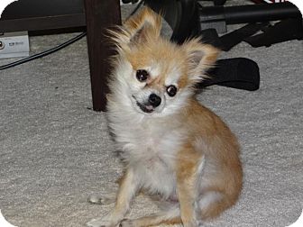 Pomeranian Mix Dog for Sale in Boise, Idaho - Minni Pomeranian Mix Dog for Sale in Boise, Idaho - Minni