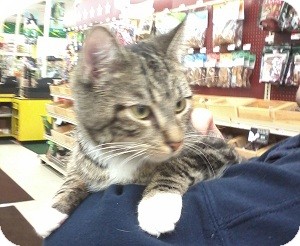 Domestic Shorthair Kitten for Sale in Fairborn, Ohio - Cirell-Diamond Litter Domestic Shorthair Kitten for Sale in Fairborn, Ohio - Cirell-Diamond Litter