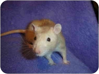 Rat for Sale in Winner, South Dakota - Butter Rat for Sale in Winner, South Dakota - Butter