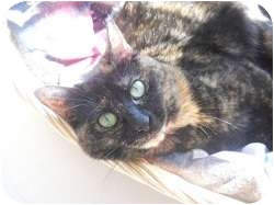 Domestic Mediumhair Cat for Sale in Hamburg, New York - Lilly Rose Domestic Mediumhair Cat for Sale in Hamburg, New York - Lilly Rose