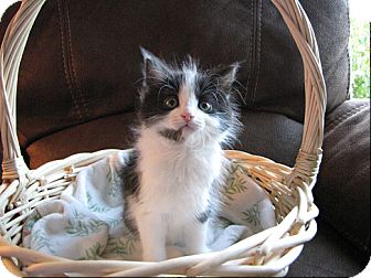 Domestic Longhair Kitten for Sale in Sterling Hgts, Michigan - Flower Domestic Longhair Kitten for Sale in Sterling Hgts, Michigan - Flower