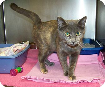 Domestic Shorthair Cat for Sale in Dover, Ohio - Adella Domestic Shorthair Cat for Sale in Dover, Ohio - Adella