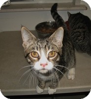 Domestic Shorthair Kitten for Sale in Shelton, Washington - Dakota Domestic Shorthair Kitten for Sale in Shelton, Washington - Dakota