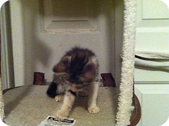 Domestic Shorthair Kitten for Sale in Pittstown, New Jersey - Callium Domestic Shorthair Kitten for Sale in Pittstown, New Jersey - Callium