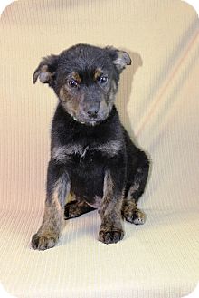 German Shepherd Dog Mix Puppy for Sale in Westminster, Colorado - Player German Shepherd Dog Mix Puppy for Sale in Westminster, Colorado - Player