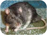 Rat for Sale in Winner, South Dakota - Morty Rat for Sale in Winner, South Dakota - Morty