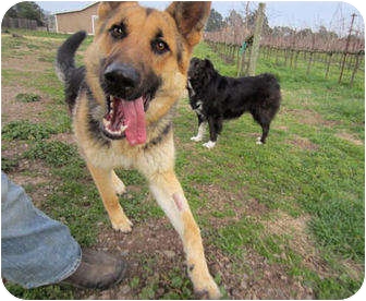 German Shepherd Dog Mix Dog for Sale in Cupertino, California - T-Jay German Shepherd Dog Mix Dog for Sale in Cupertino, California - T-Jay