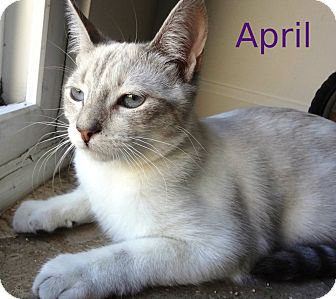 Siamese Cat for Sale in Simi Valley, California - April Siamese Cat for Sale in Simi Valley, California - April