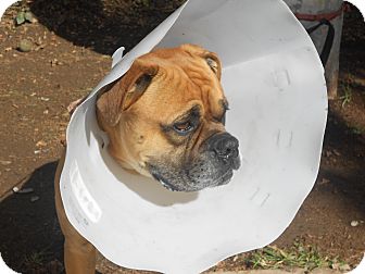 Boxer Mix Dog for Sale in Chula Vista, California - Nacho Boxer Mix Dog for Sale in Chula Vista, California - Nacho