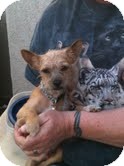 Cairn Terrier Puppy for Sale in Modesto, California - Einstein Cairn Terrier Puppy for Sale in Modesto, California - Einstein