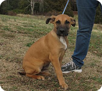 Belgian Malinois Mix Puppy for Sale in Glastonbury, Connecticut - Sheldon~meet me~ Belgian Malinois Mix Puppy for Sale in Glastonbury, Connecticut - Sheldon~meet me~