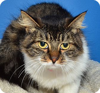 Maine Coon Cat for Sale in Ranch Palos Verdes, California - Dixie Maine Coon Cat for Sale in Ranch Palos Verdes, California - Dixie