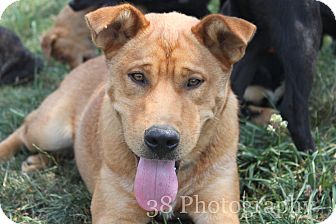 Golden Retriever/Shar Pei Mix Dog for Sale in Danbury, Connecticut - Rascal LOVES KIDS Golden Retriever/Shar Pei Mix Dog for Sale in Danbury, Connecticut - Rascal LOVES KIDS