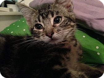 Domestic Shorthair Kitten for Sale in La Canada Flintridge, California - Claire Domestic Shorthair Kitten for Sale in La Canada Flintridge, California - Claire