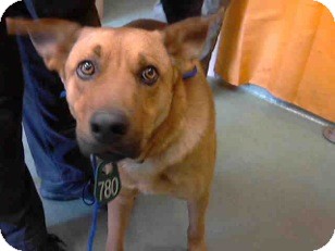 Shepherd (Unknown Type)/Chow Chow Mix Dog for Sale in San Diego, California - Finn URGENT Shepherd (Unknown Type)/Chow Chow Mix Dog for Sale in San Diego, California - Finn URGENT