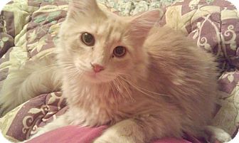 Domestic Mediumhair Cat for Sale in Fairbury, Nebraska - Valentino Domestic Mediumhair Cat for Sale in Fairbury, Nebraska - Valentino