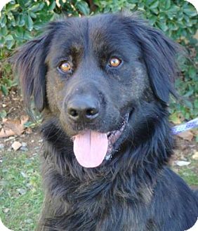 Flat-Coated Retriever Mix Dog for Sale in Red Bluff, California - Chester Flat-Coated Retriever Mix Dog for Sale in Red Bluff, California - Chester