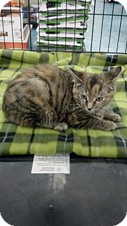 Calico Kitten for Sale in Sterling Hgts, Michigan - Aubrey Calico Kitten for Sale in Sterling Hgts, Michigan - Aubrey