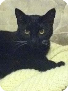Domestic Shorthair Cat for Sale in Medford, Massachusetts - Kissmas Domestic Shorthair Cat for Sale in Medford, Massachusetts - Kissmas