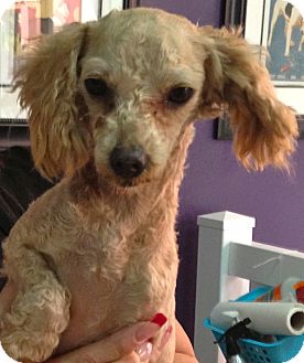 Poodle (Miniature) Mix Dog for Sale in Thousand Oaks, California - Fiona Poodle (Miniature) Mix Dog for Sale in Thousand Oaks, California - Fiona